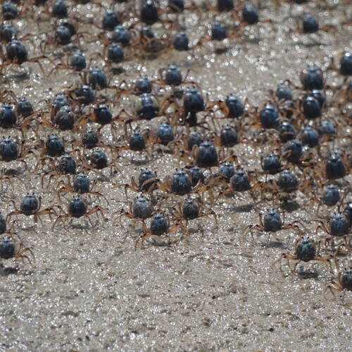 Mictyris longicarpus observed 2026-10-27