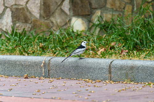 Motacilla alba observed 2026-10-28