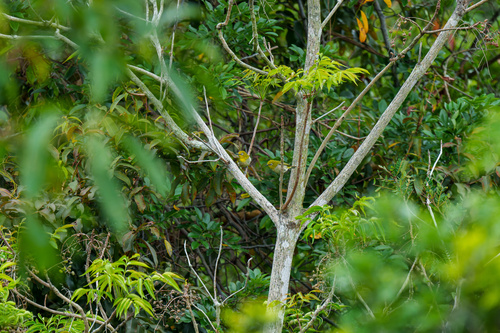 Zosterops observed 2026-10-28