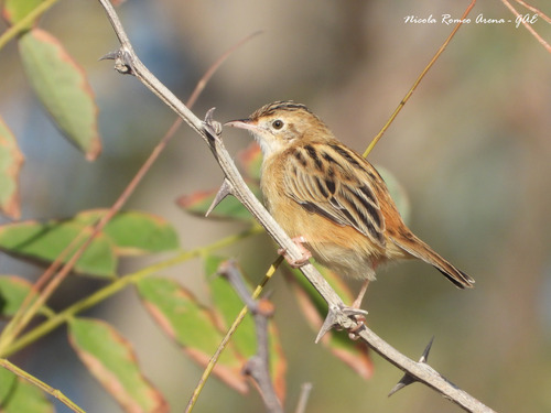 Cisticola juncidis observed 2026-10-27