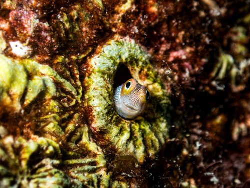 Alloblennius pictus observed 2026-10-28