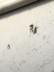 Diptera