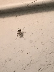 Diptera