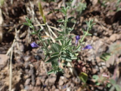Scutellaria antirrhinoides
