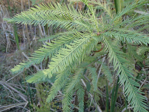 Taxodium distichum observed 2026-10-27