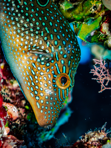Canthigaster margaritata observed 2026-10-28
