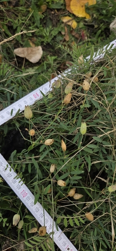 Silene vulgaris observed 2026-10-28