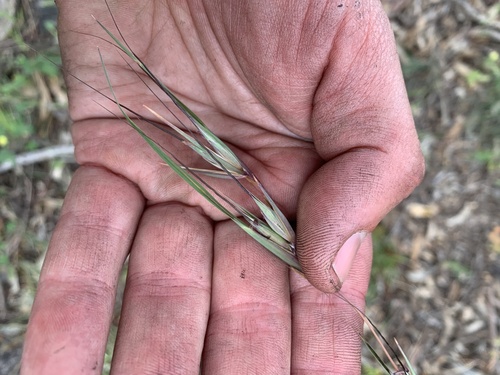 Themeda observed 2026-10-28