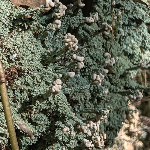 Cladonia mitrula observed 2026-10-27