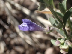 Scutellaria antirrhinoides