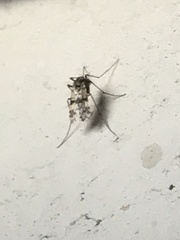 Diptera