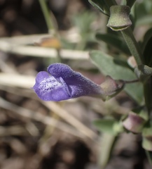 Scutellaria antirrhinoides