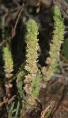 Crassula colorata