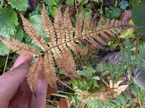 Dryopteris observed 2026-10-28