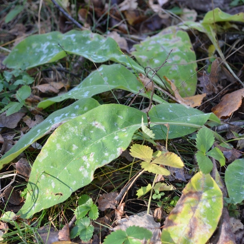 Pulmonaria mollis observed 2026-10-28