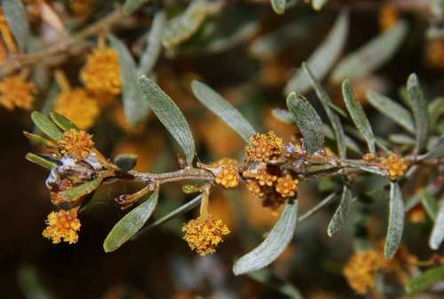Image of Acacia wilhelmiana by (c) Russell Best, some rights reserved (CC BY)