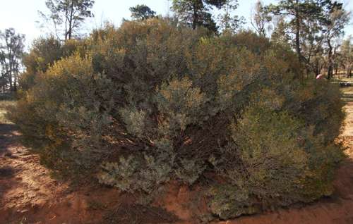 Image of Acacia wilhelmiana by (c) Russell Best, some rights reserved (CC BY)