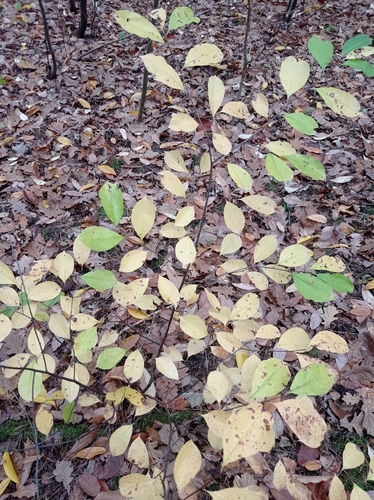 Prunus observed 2026-10-28