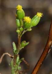 Senecio glossanthus