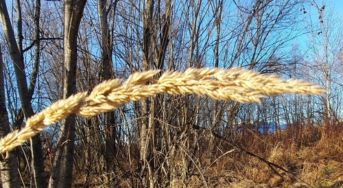 Phalaris arundinacea observed 2026-10-28