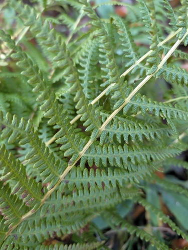 Dryopteris observed 2026-10-28