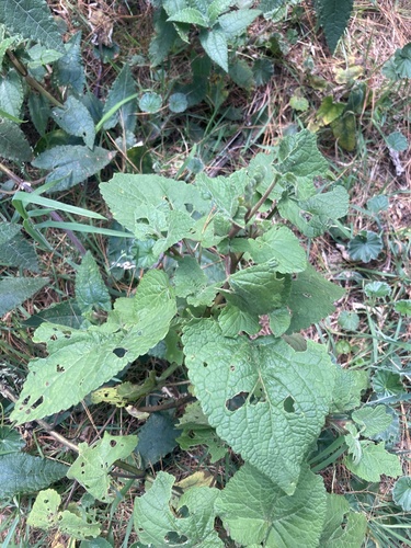 Ageratina apollinairei (Ageratina apollinairei)