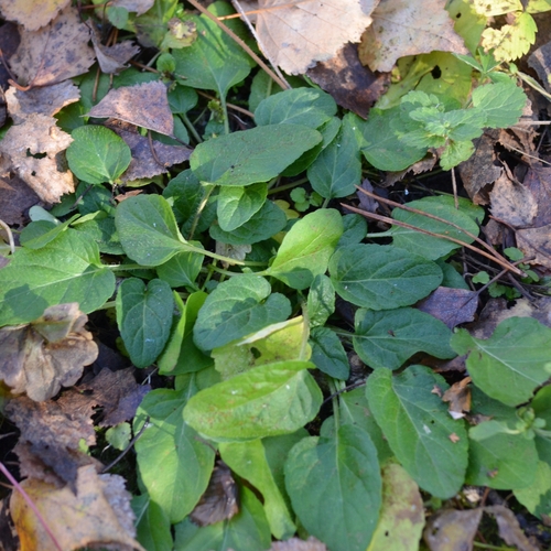 Prunella vulgaris observed 2026-10-28