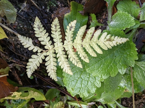 Dryopteris observed 2026-10-28