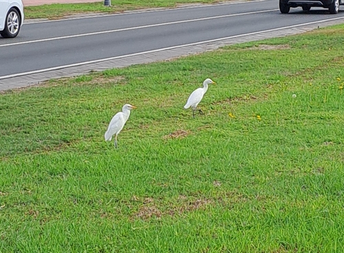 Bubulcus ibis observed 2026-10-28