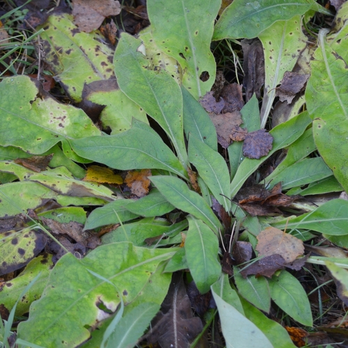 Pulmonaria mollis observed 2026-10-28