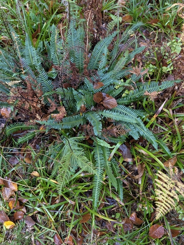 Struthiopteris spicant observed 2026-10-28