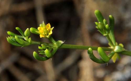 Image of Roepera eremaea by (c) Russell Best, some rights reserved (CC BY)