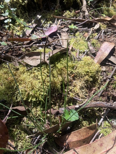 Equisetum bogotense observed 2026-10-27