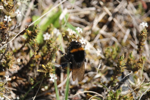 Bombus terrestris photograph by the iNaturalist community