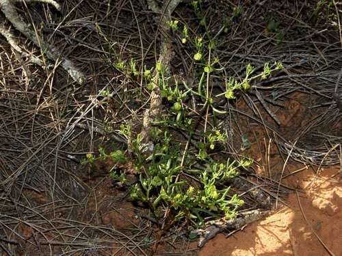 Image of Climbing Twinleaf (Roepera eremaea) by (c) Russell Best, some rights reserved (CC BY)