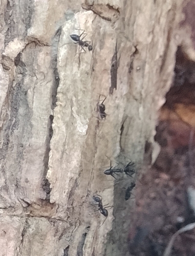 Paratrechina longicornis observed 2026-10-28