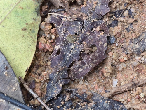 Anoplolepis gracilipes observed 2026-10-28
