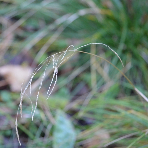 Deschampsia cespitosa observed 2026-10-28