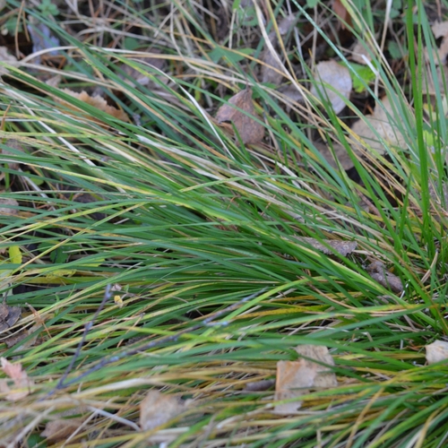 Deschampsia cespitosa observed 2026-10-28