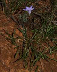 Wahlenbergia capillaris