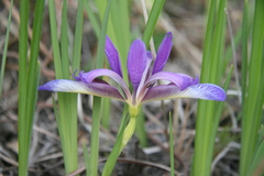 Iris graminea