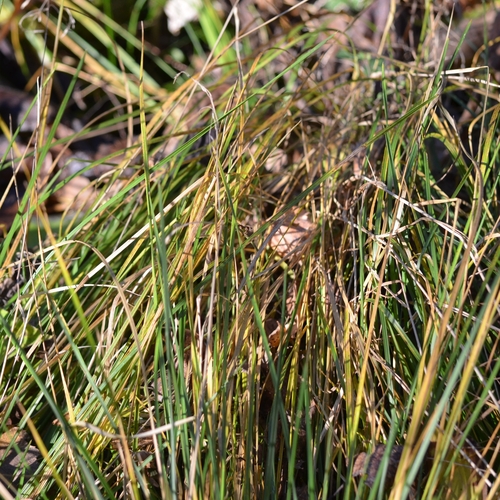 Deschampsia cespitosa observed 2026-10-28