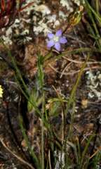Wahlenbergia gracilenta