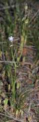 Wahlenbergia gracilenta
