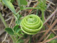 Medicago scutellata