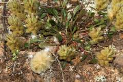 Ptilotus spathulatus