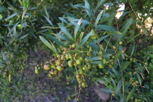Mimosa observed 2026-10-28