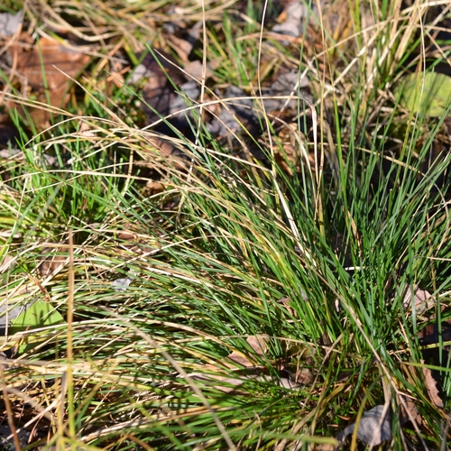 Deschampsia cespitosa observed 2026-10-28