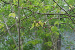 Corylopsis
