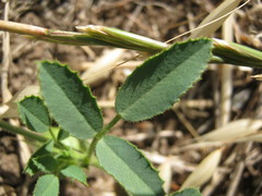 Medicago scutellata
